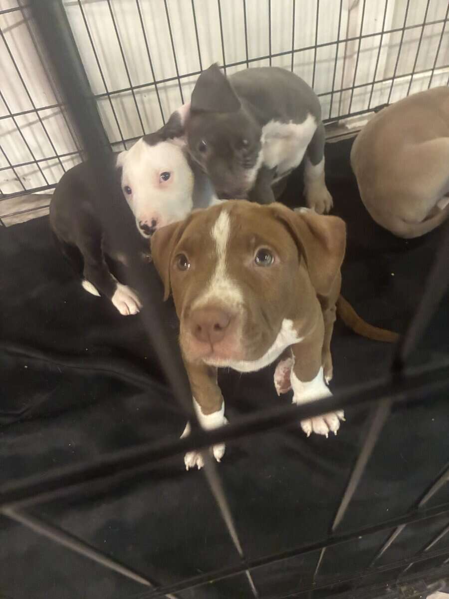 Beautiful American Staffordshire Terrier Puppies. image 15