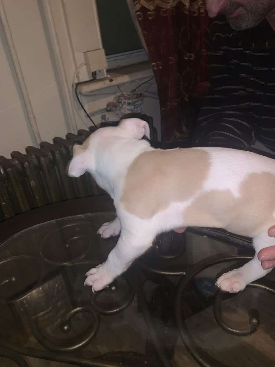 Red nose Puppies for sale image 7