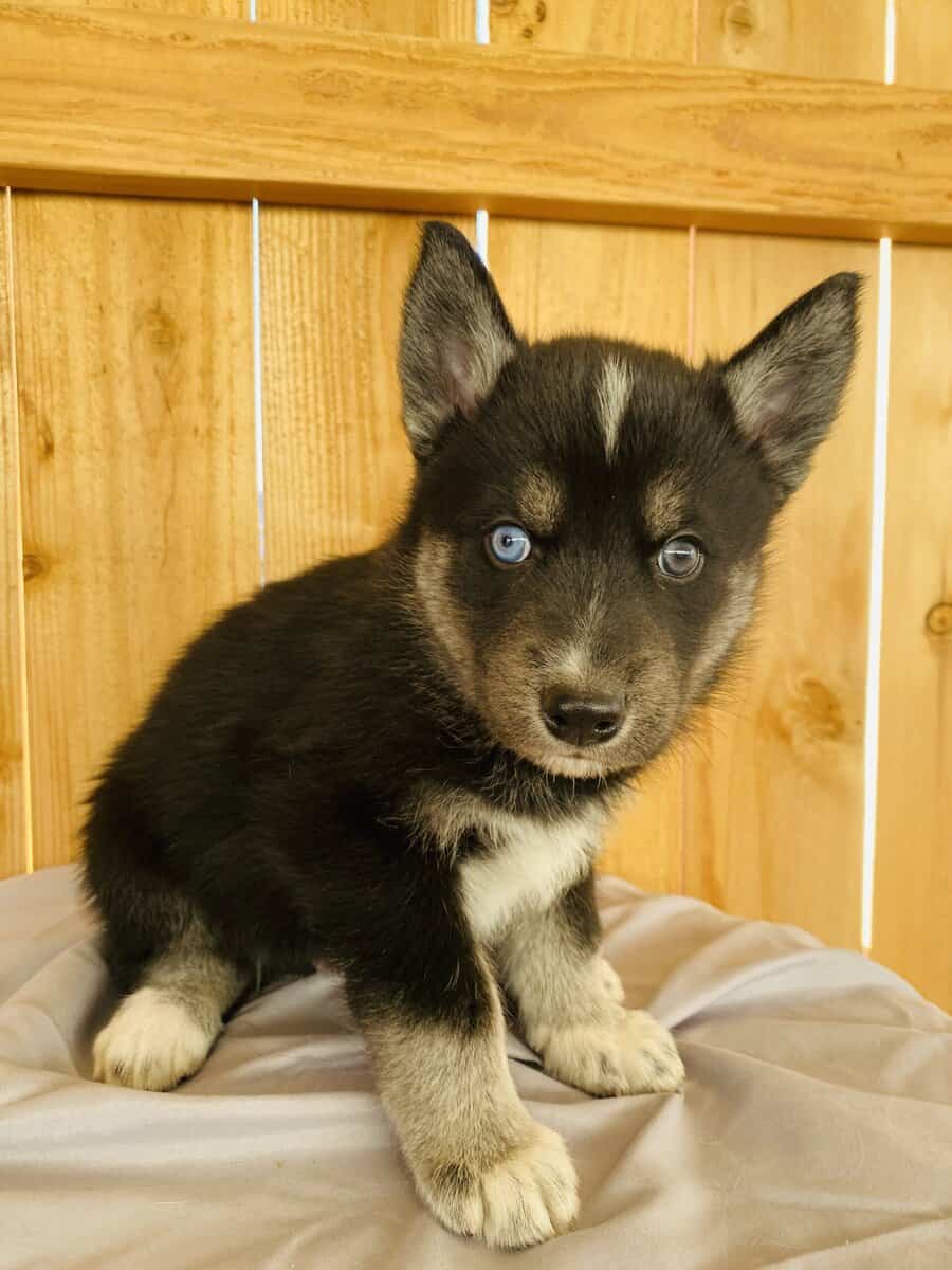 Husky Puppies image 1