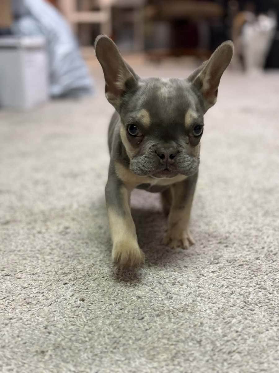 Tyson French Bulldog image 10