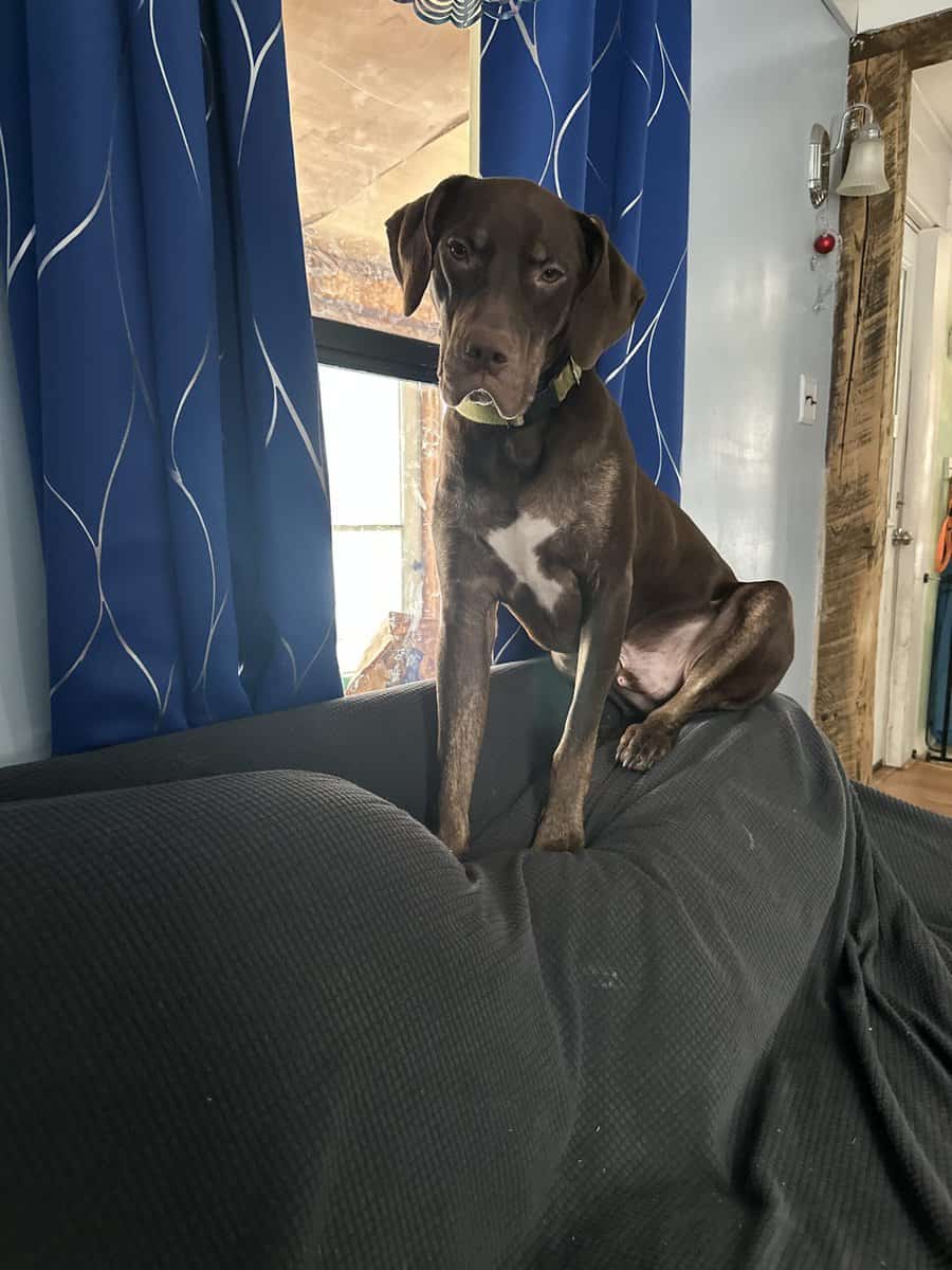 Looking for a new home for my dog image 7