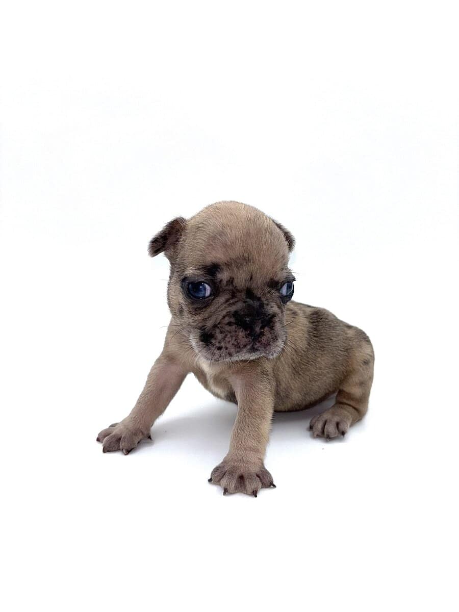 Frenchies carrying pink and fluffy image 18