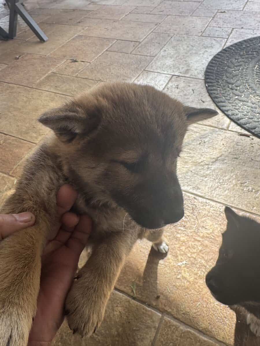 Shiba Inu image 4