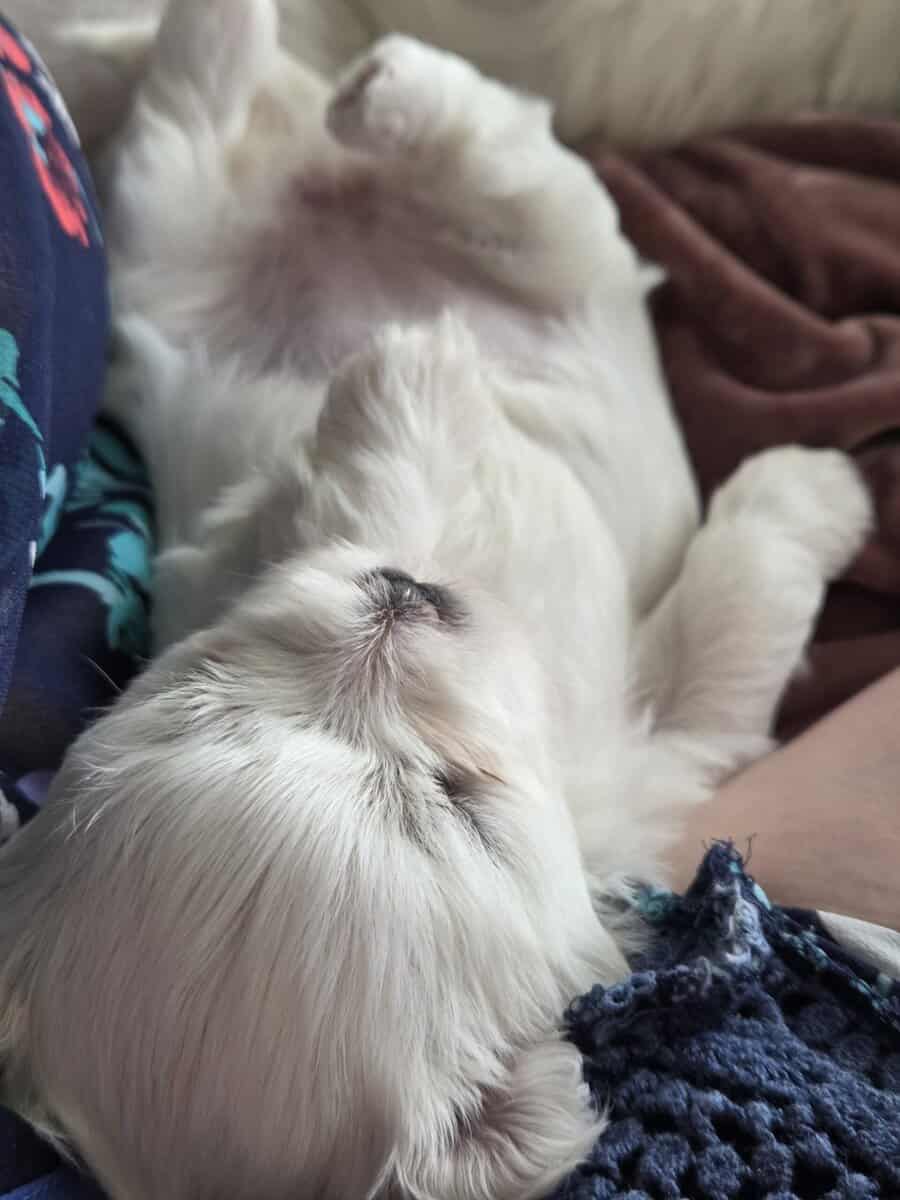 Maltese Purebred Puppies image 9