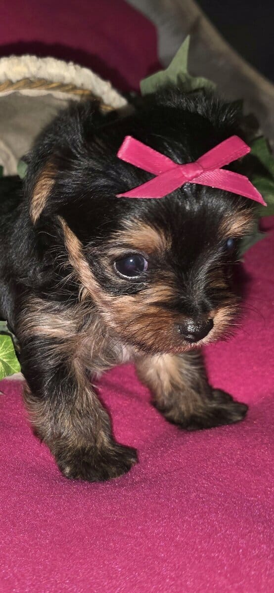 AKC tiny teacup yorkie image 3