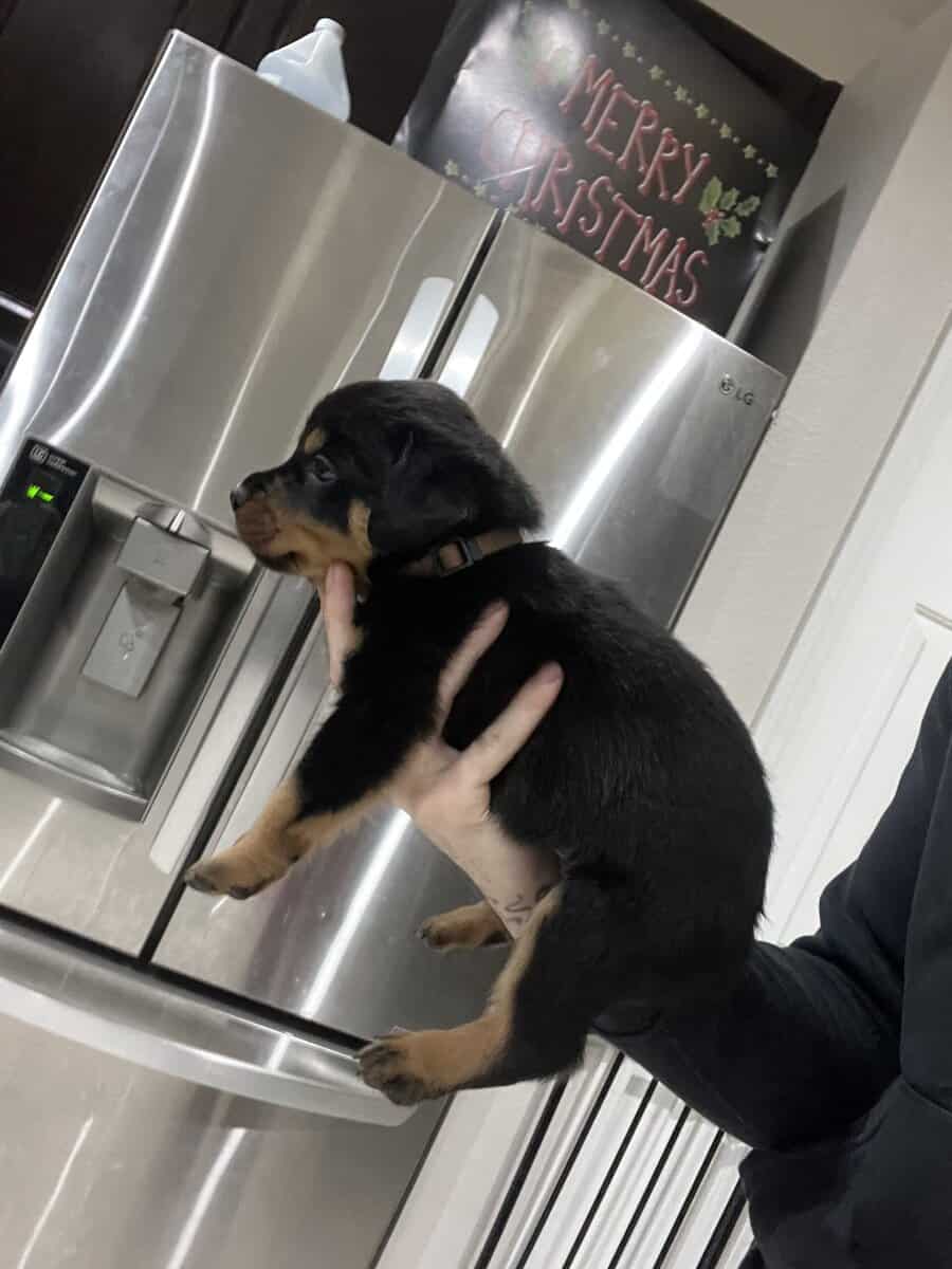 Rottweiler Puppy image 3