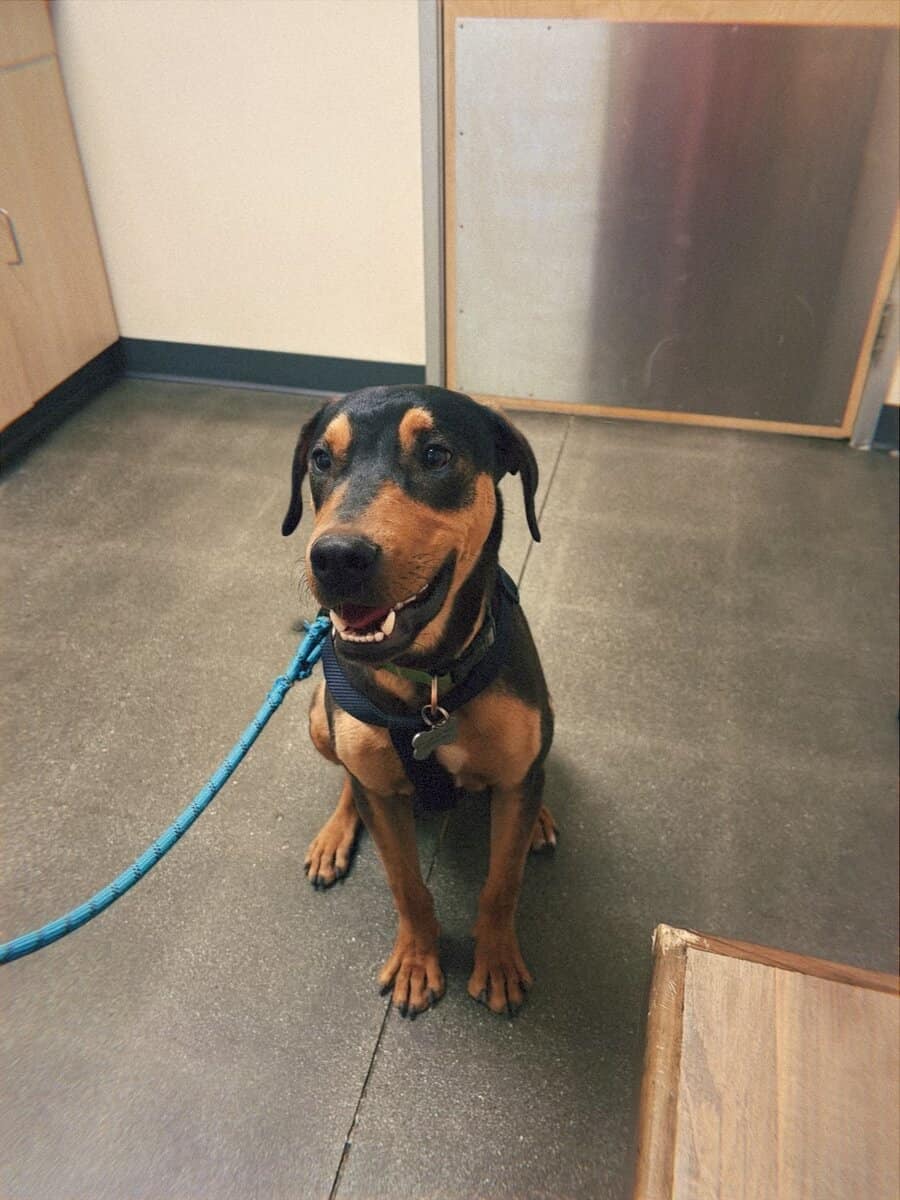 Doberman mix image 2