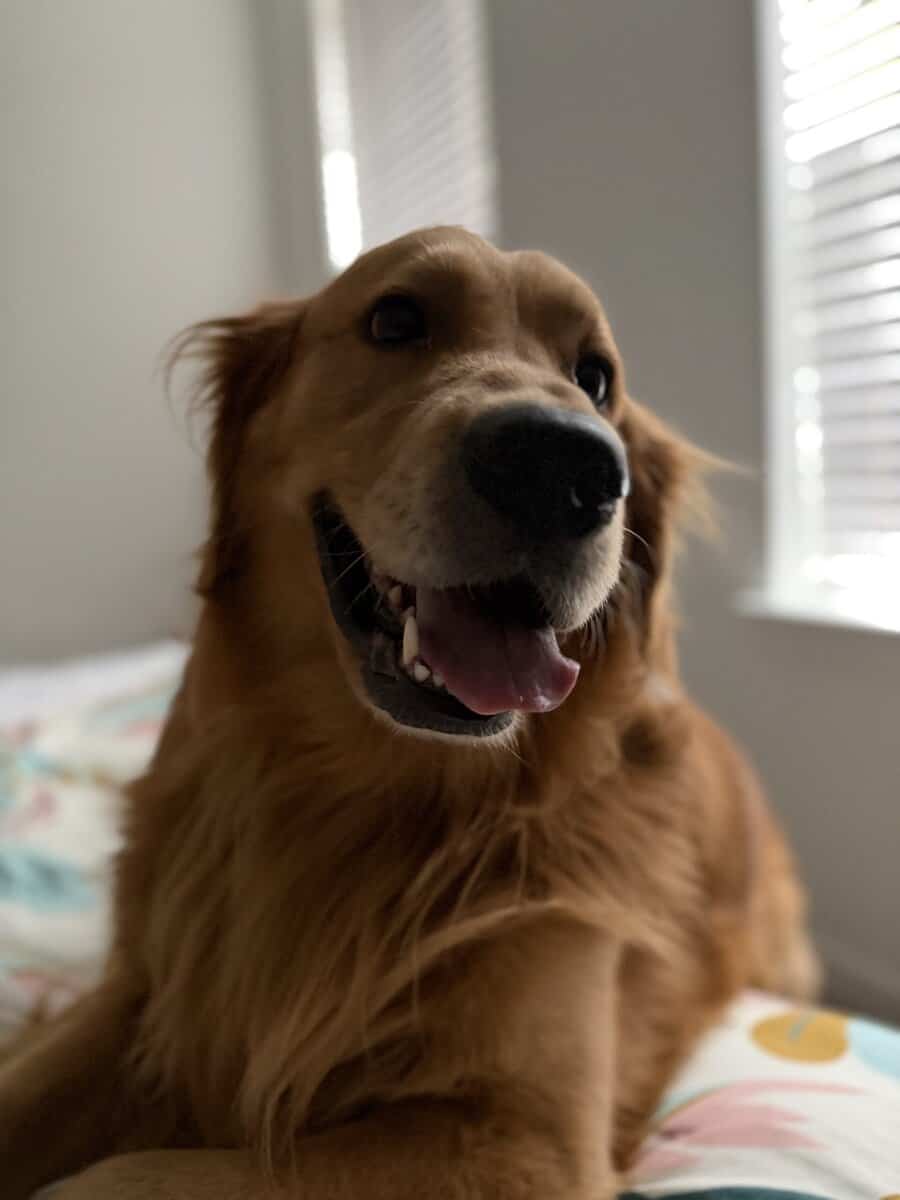 Loving 4-Year-Old Golden Retriever image 10