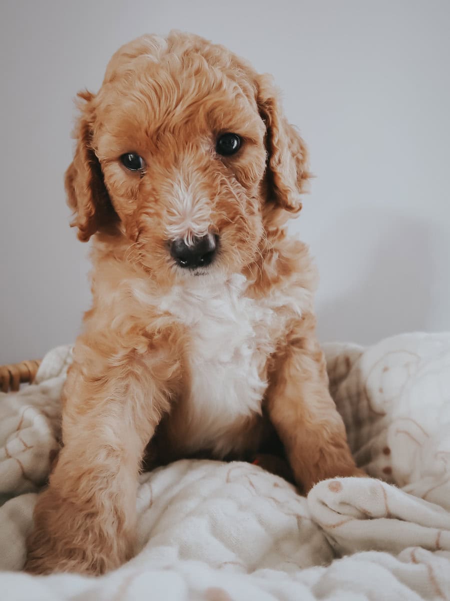 Multi-Gen Doodle Puppies for sale! image 10