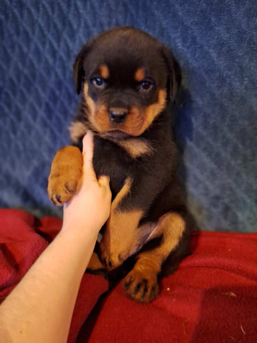 Girl Rottweiler Ready To Go image 1
