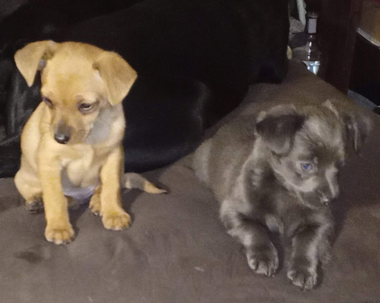 Chiweenie Puppies image 5