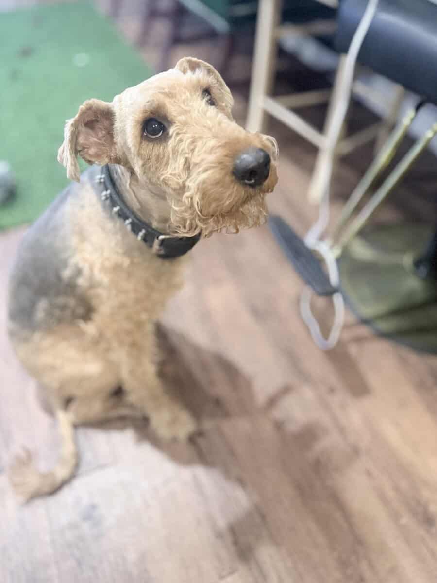 Airedale terrier image 1