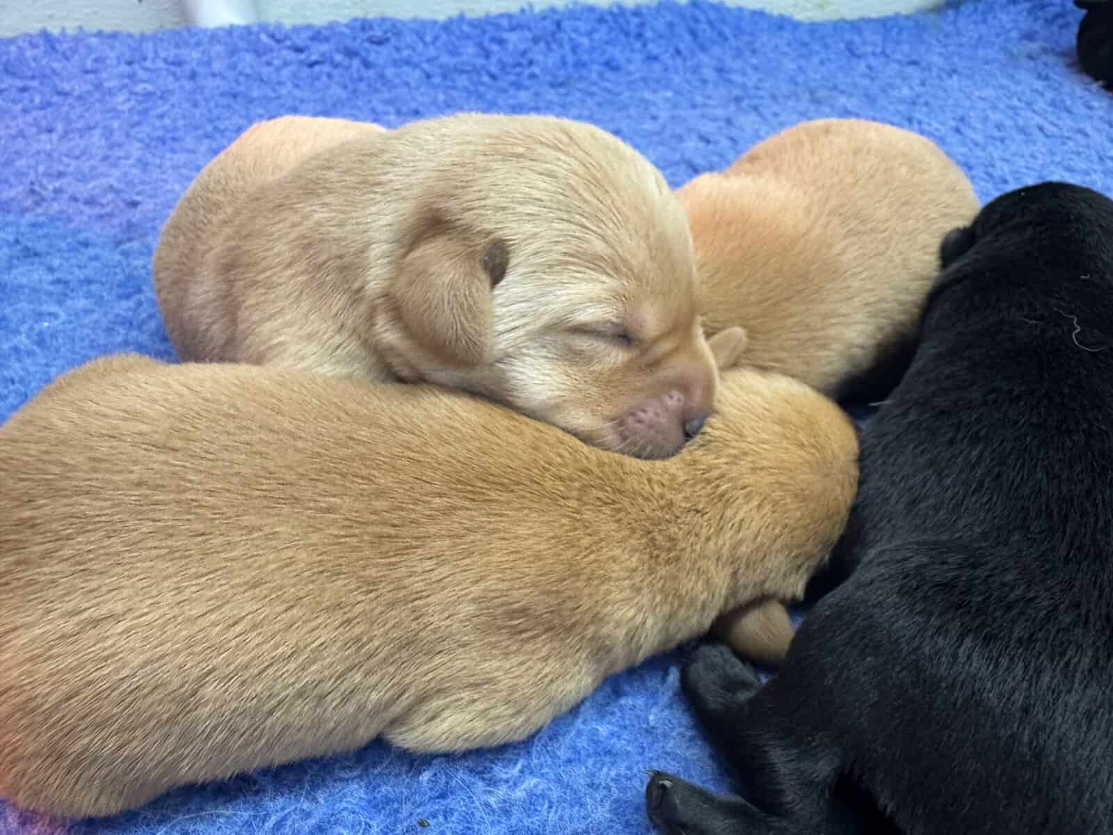 Health Tested Parentage-Yellow/red males labradors image 1