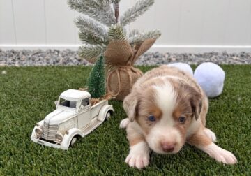 Red Merle – Mini Australian Sherpard