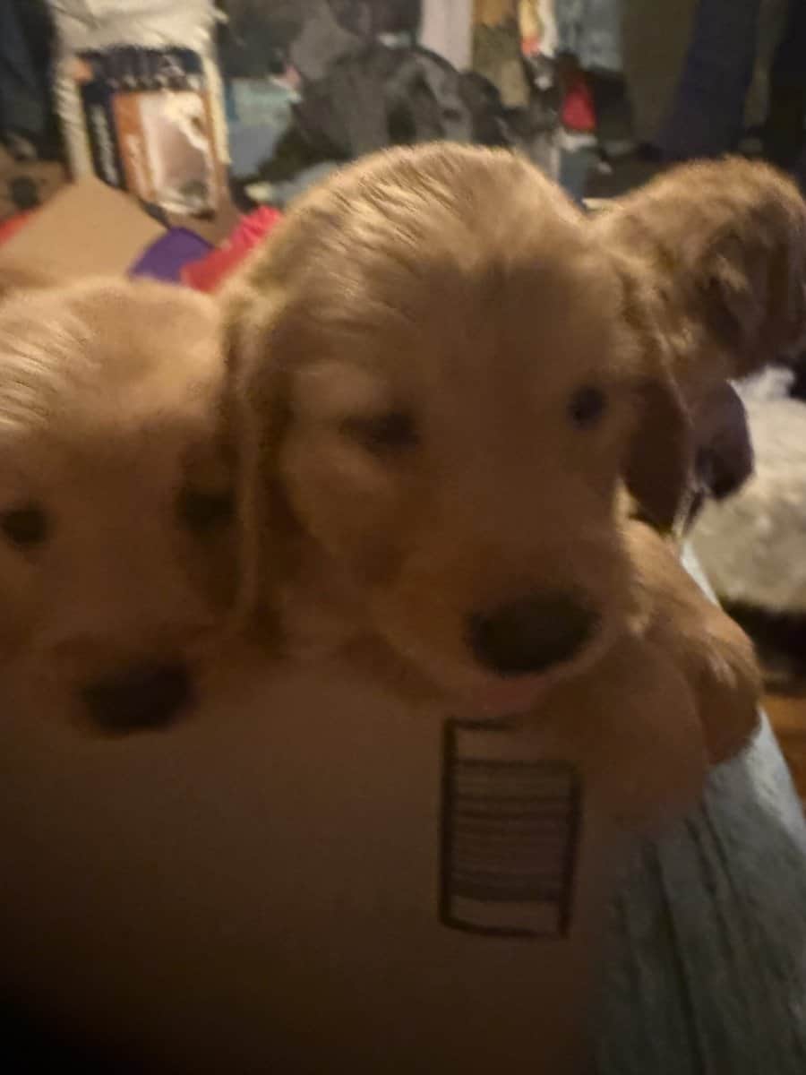 Hand Raised Golden Retrievers image 5