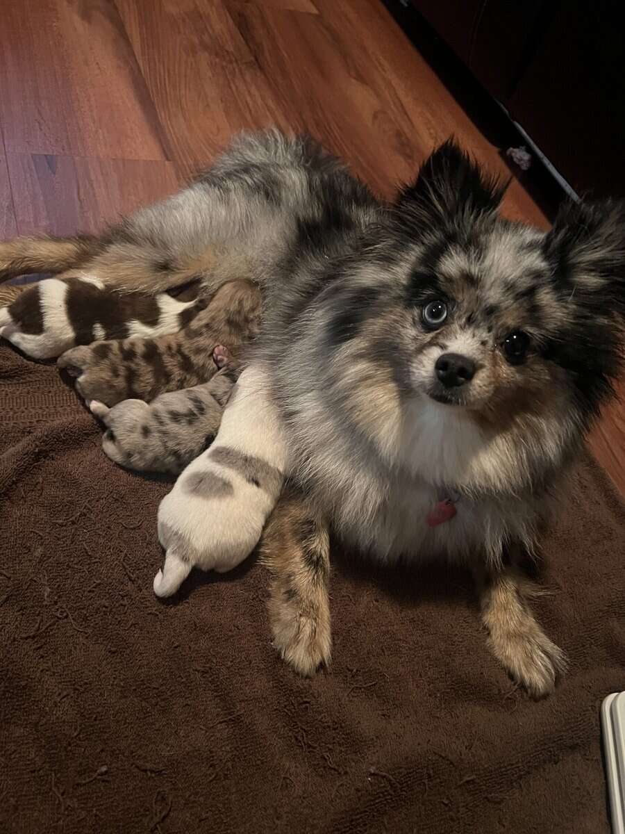 Pomeranian puppies image 7