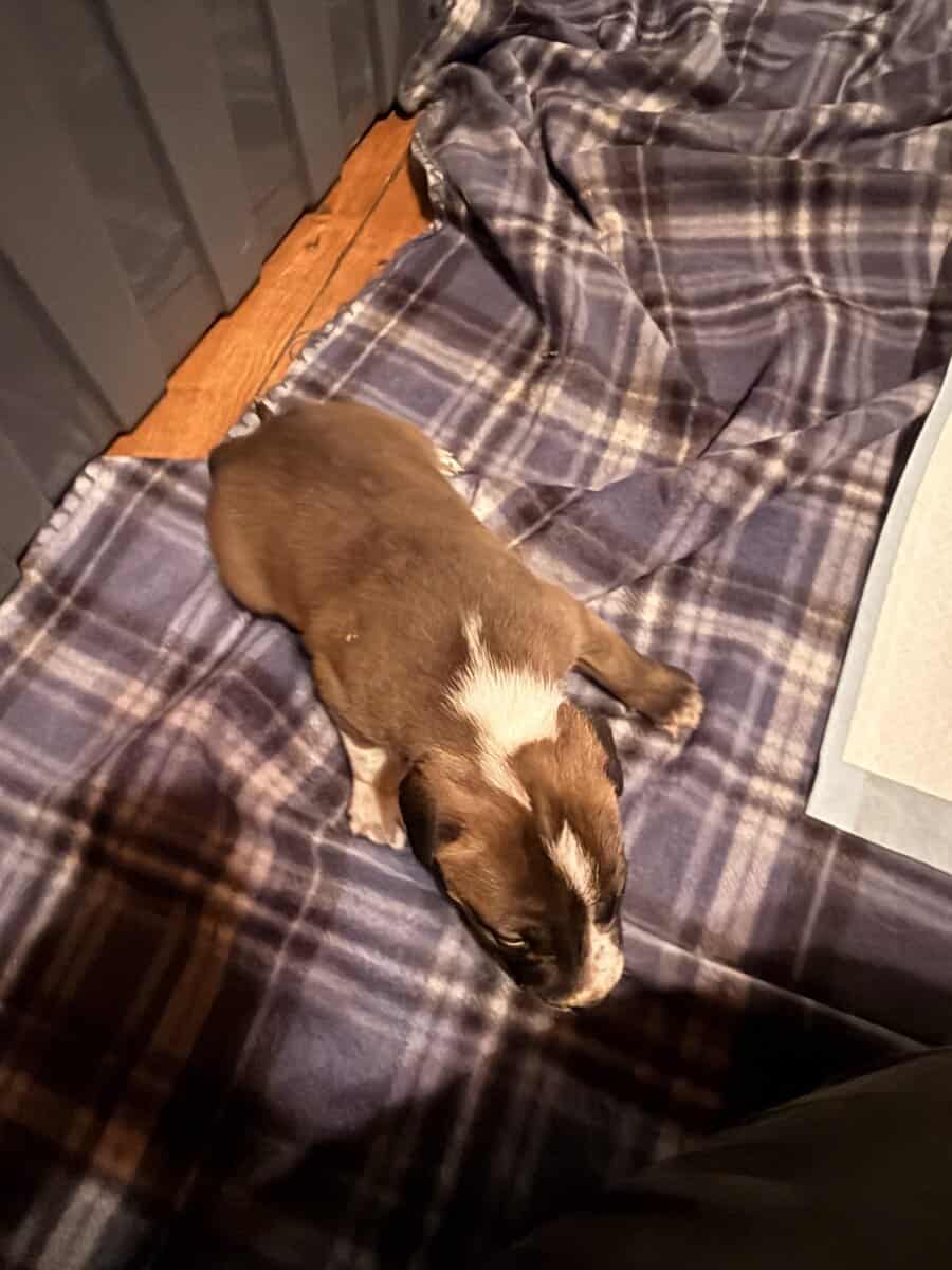 Male Puppies image 9