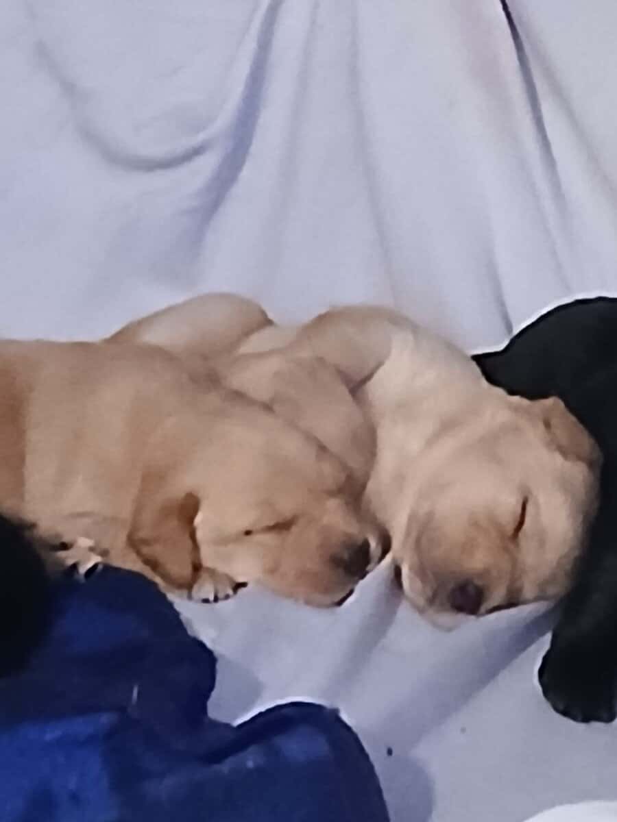 ACK Labrador Retriever image 1