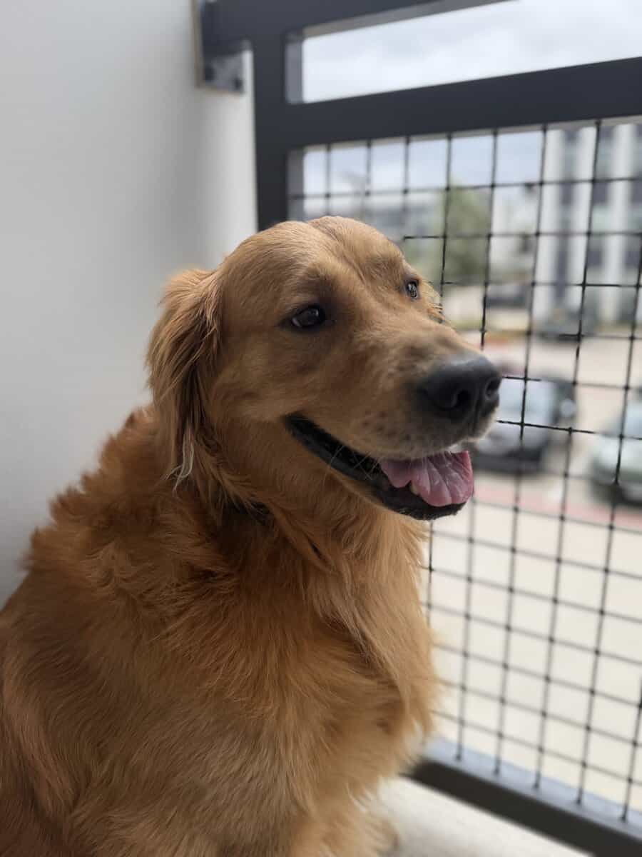 Loving 4-Year-Old Golden Retriever image 8