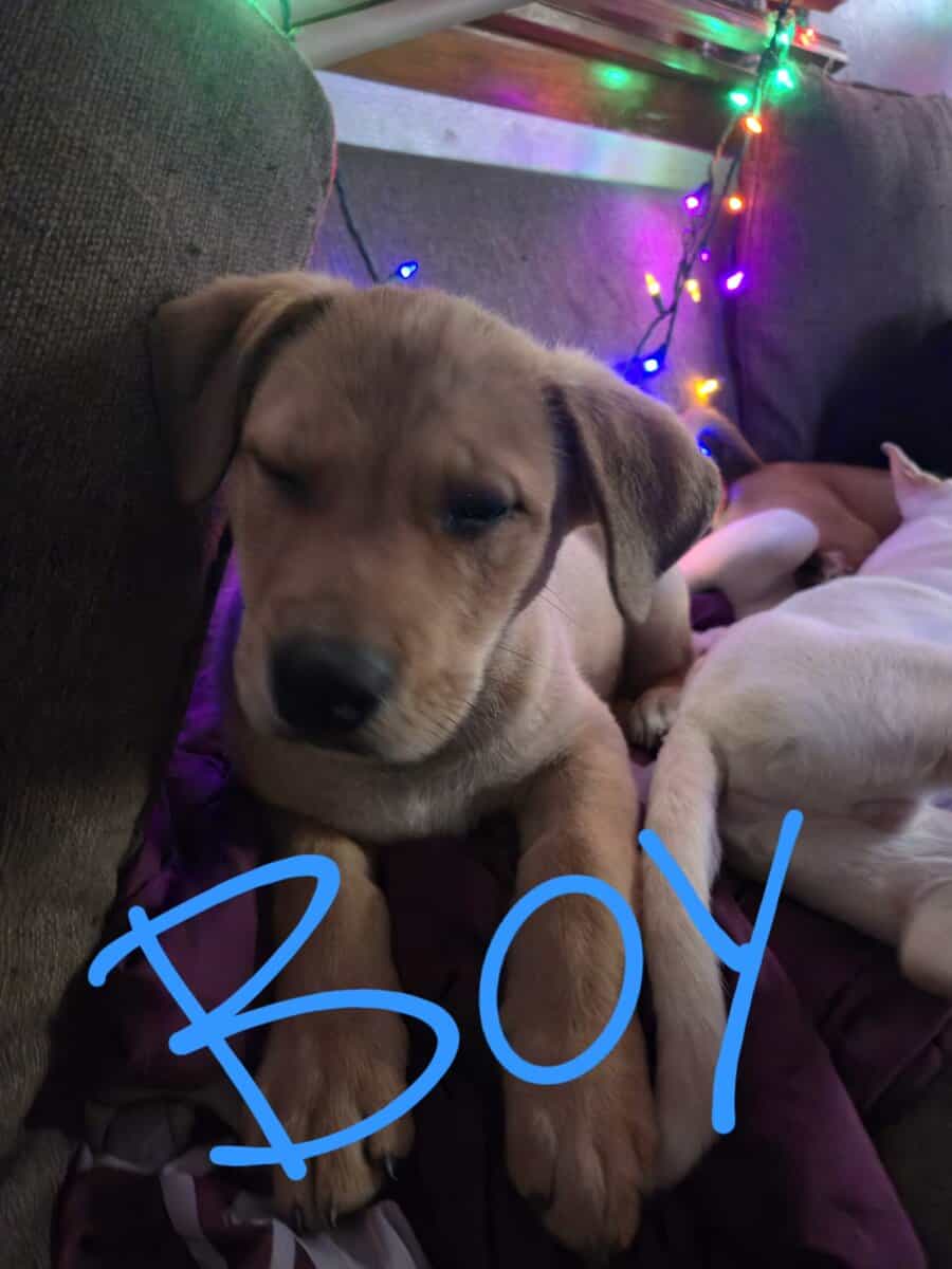 Husky/lab puppies image 1