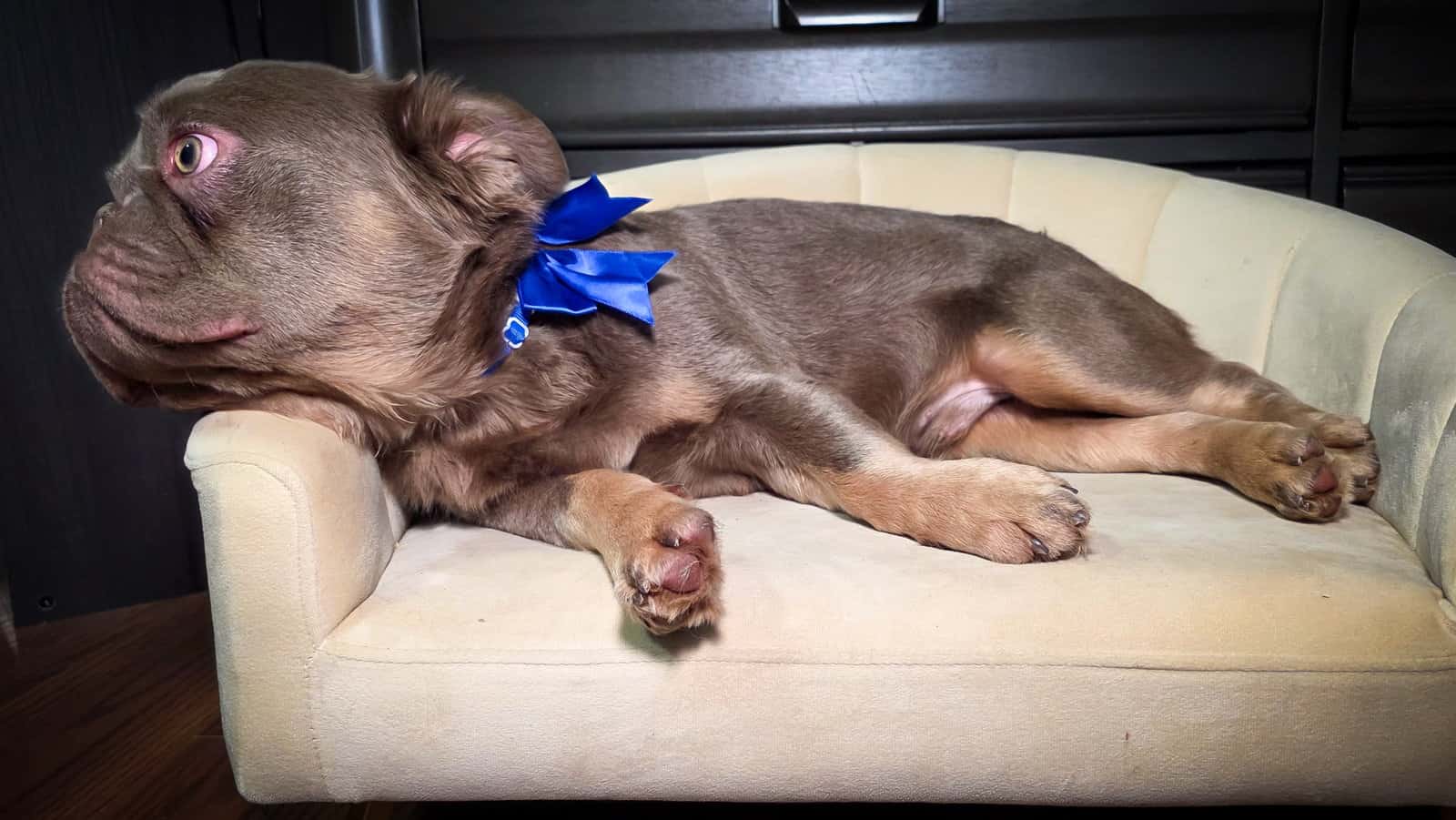 7 mos. Male Fluffy French Bulldog Puppy - Chewy image 5