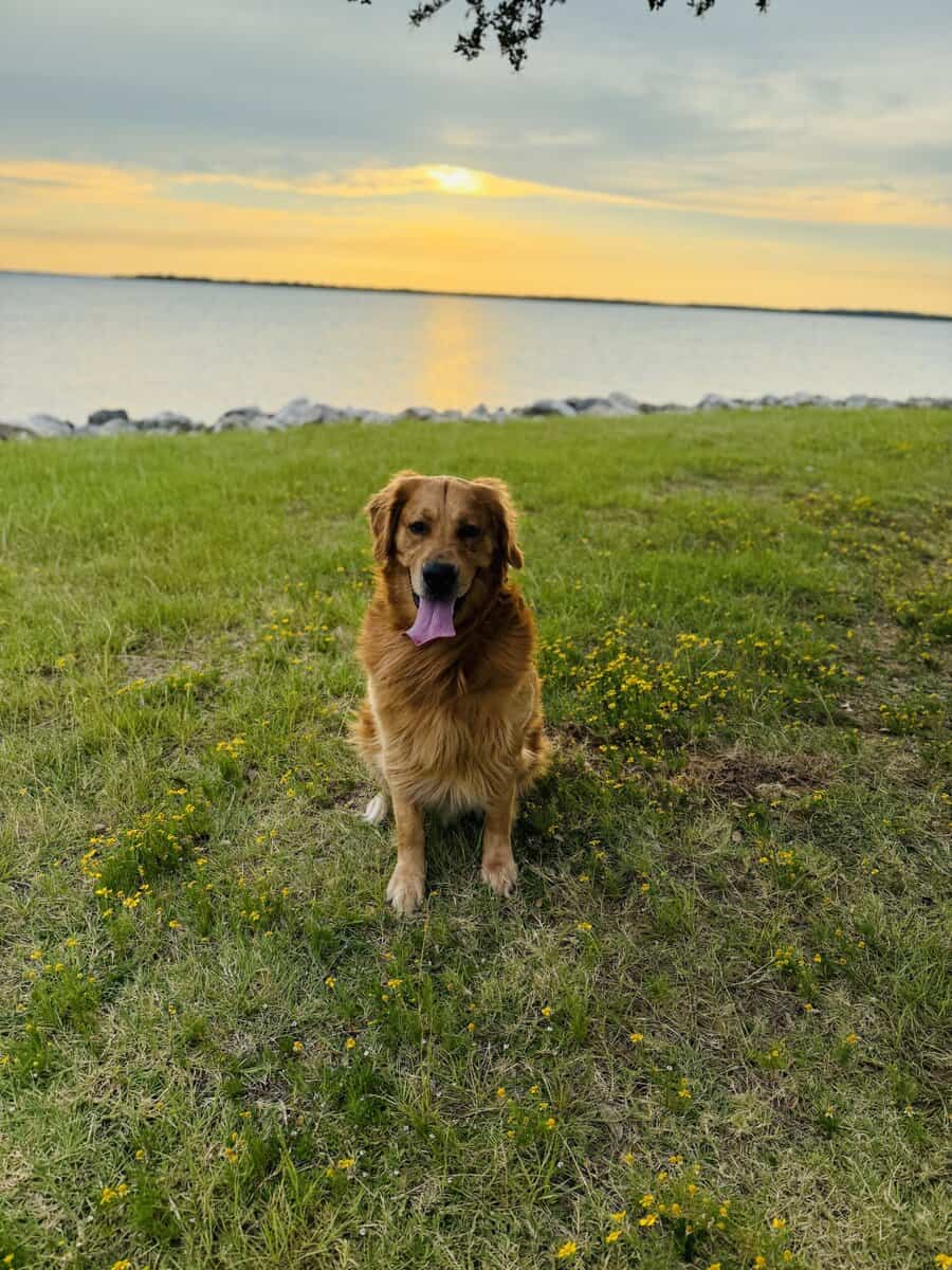 Loving 4-Year-Old Golden Retriever image 1