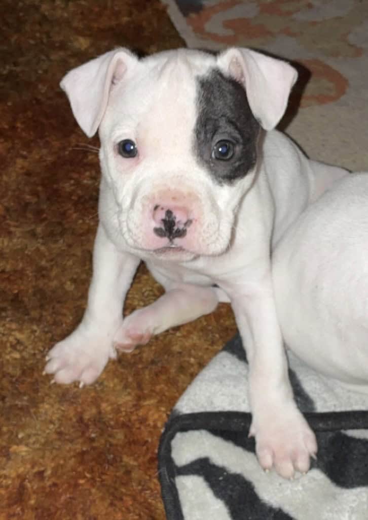 American Bully Pups image 2