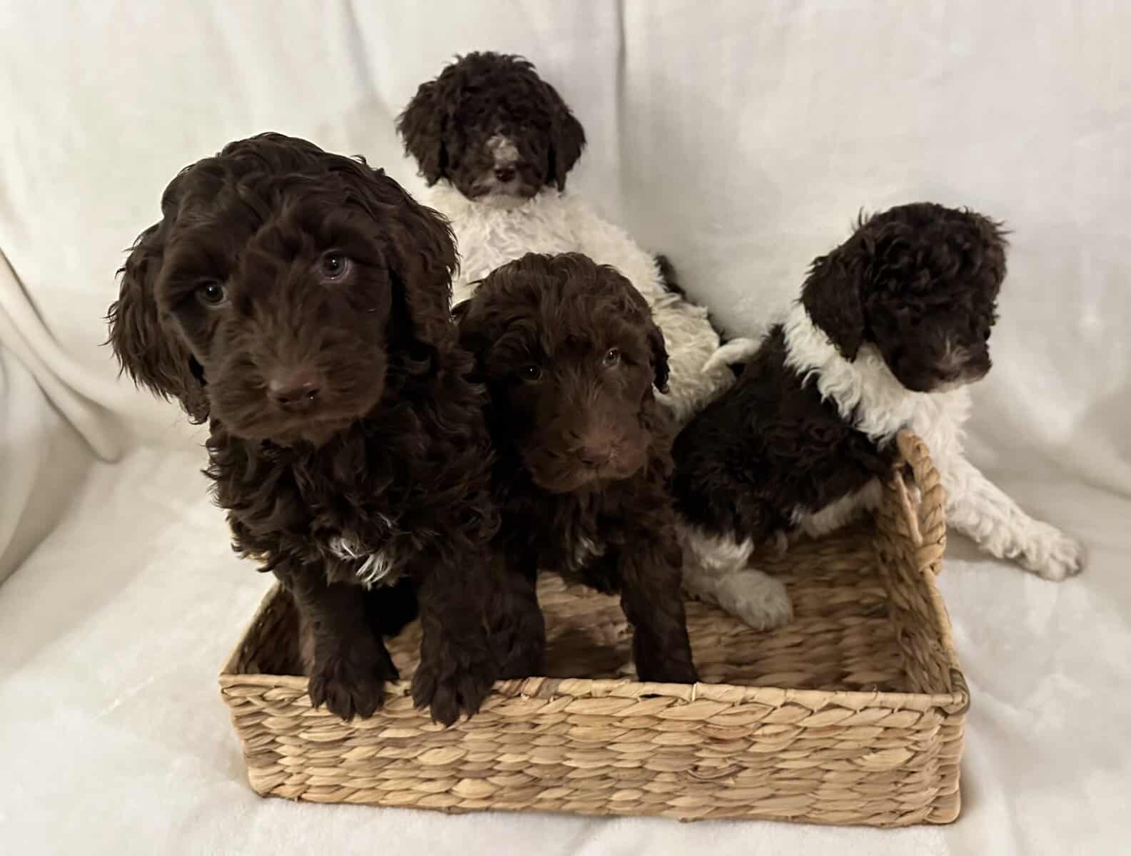 Multigen Labradoodles for Sale image 1
