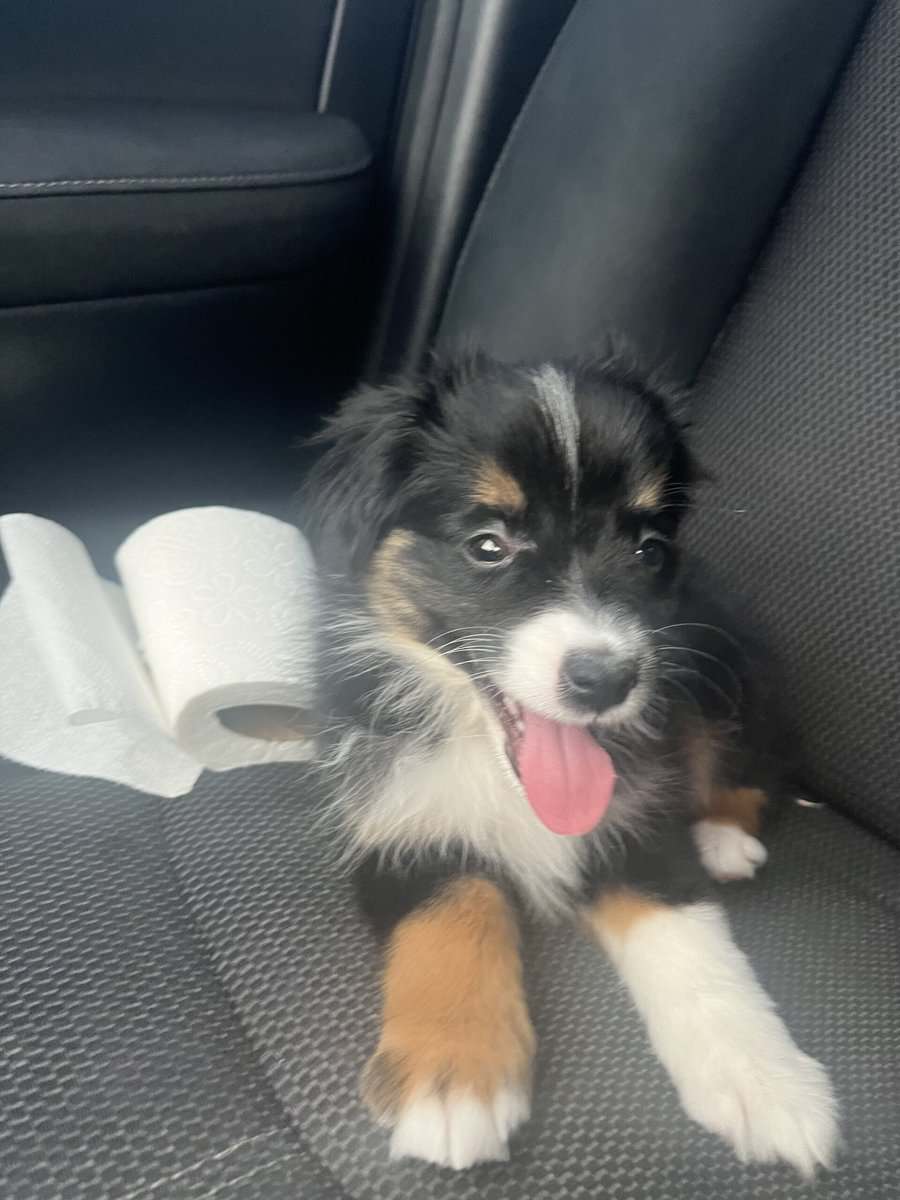 Mini Australian Shepherd Puppy for sale image 2