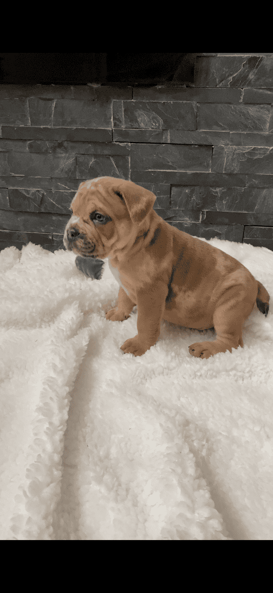 Merle mastiff puppies Chicago Illinois image 7