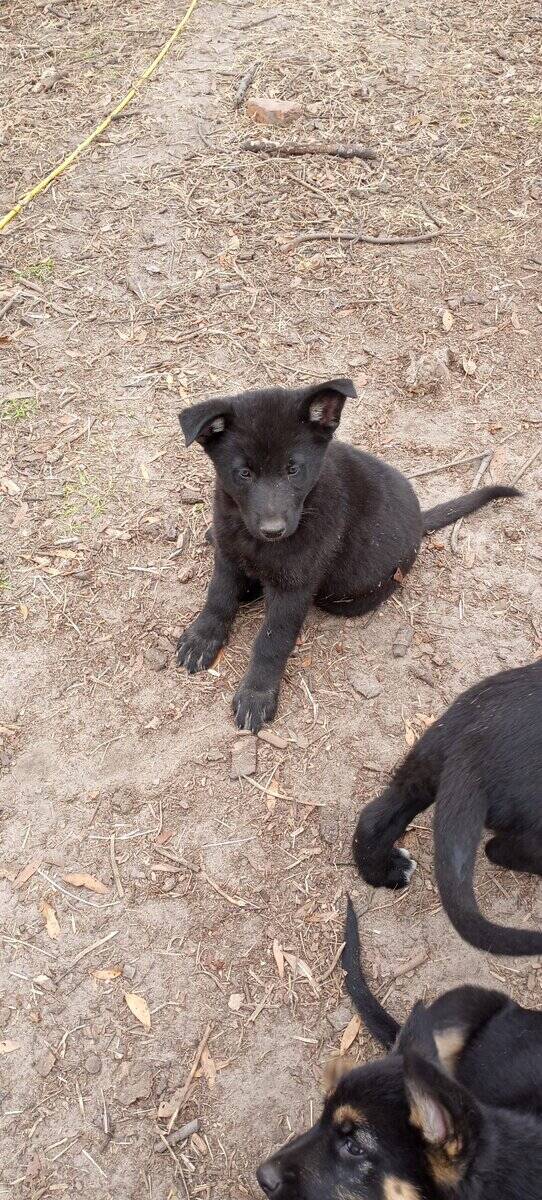 Registered German Shepherd Puppies image 5