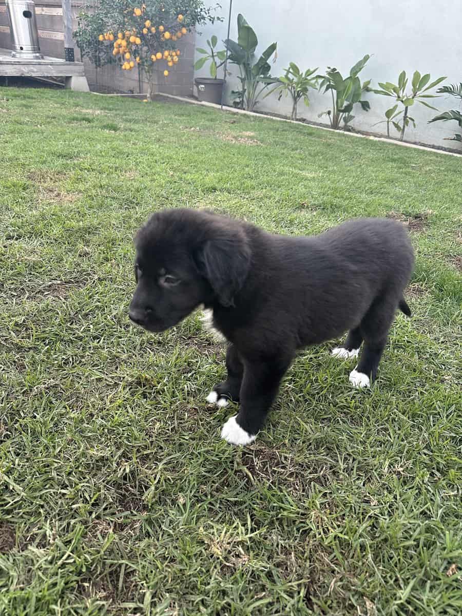 Newfoundland / Great Pyrenees / Great Dane Puppies image 3