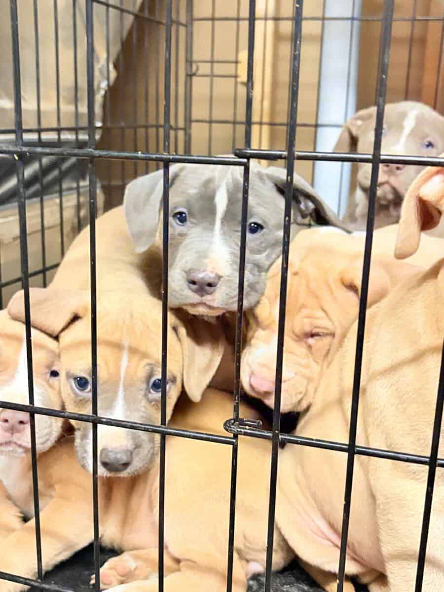 For sale pitbull image 5