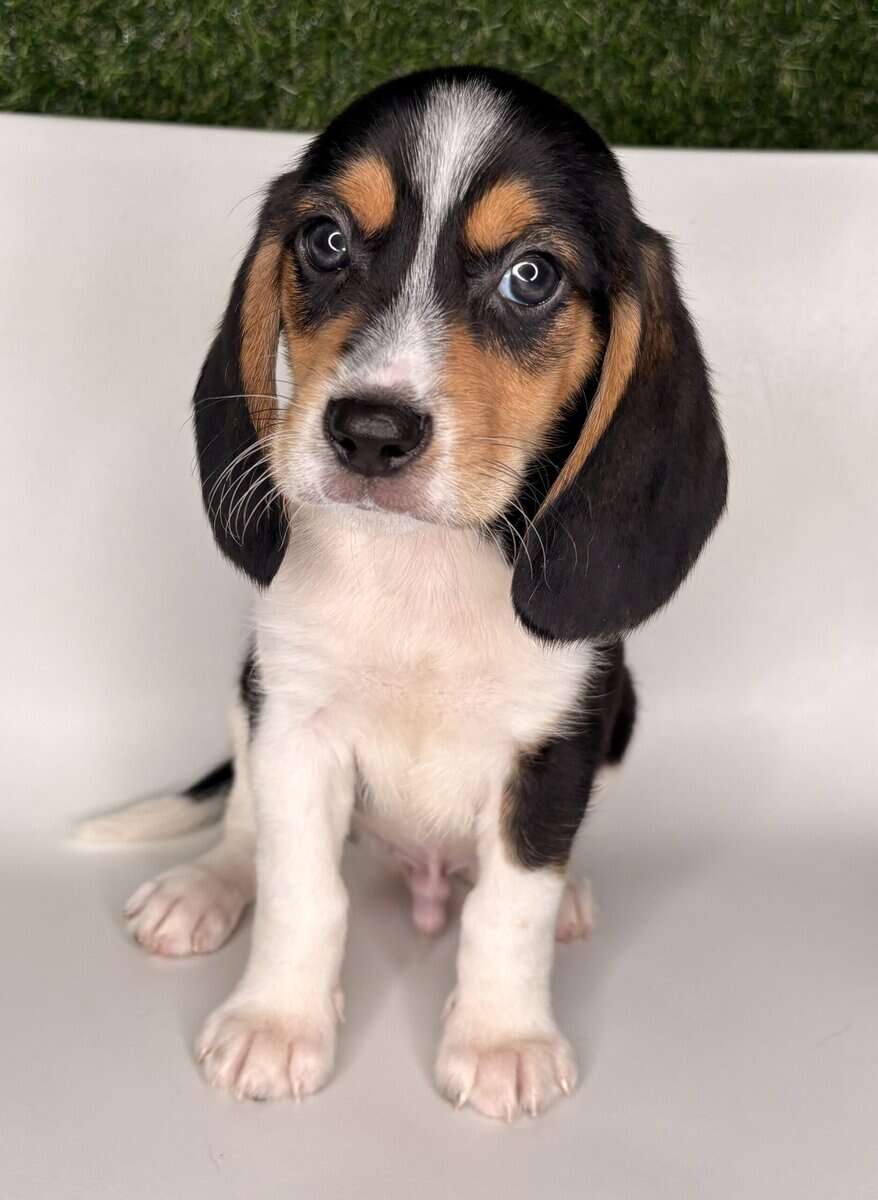 Beagle image 1
