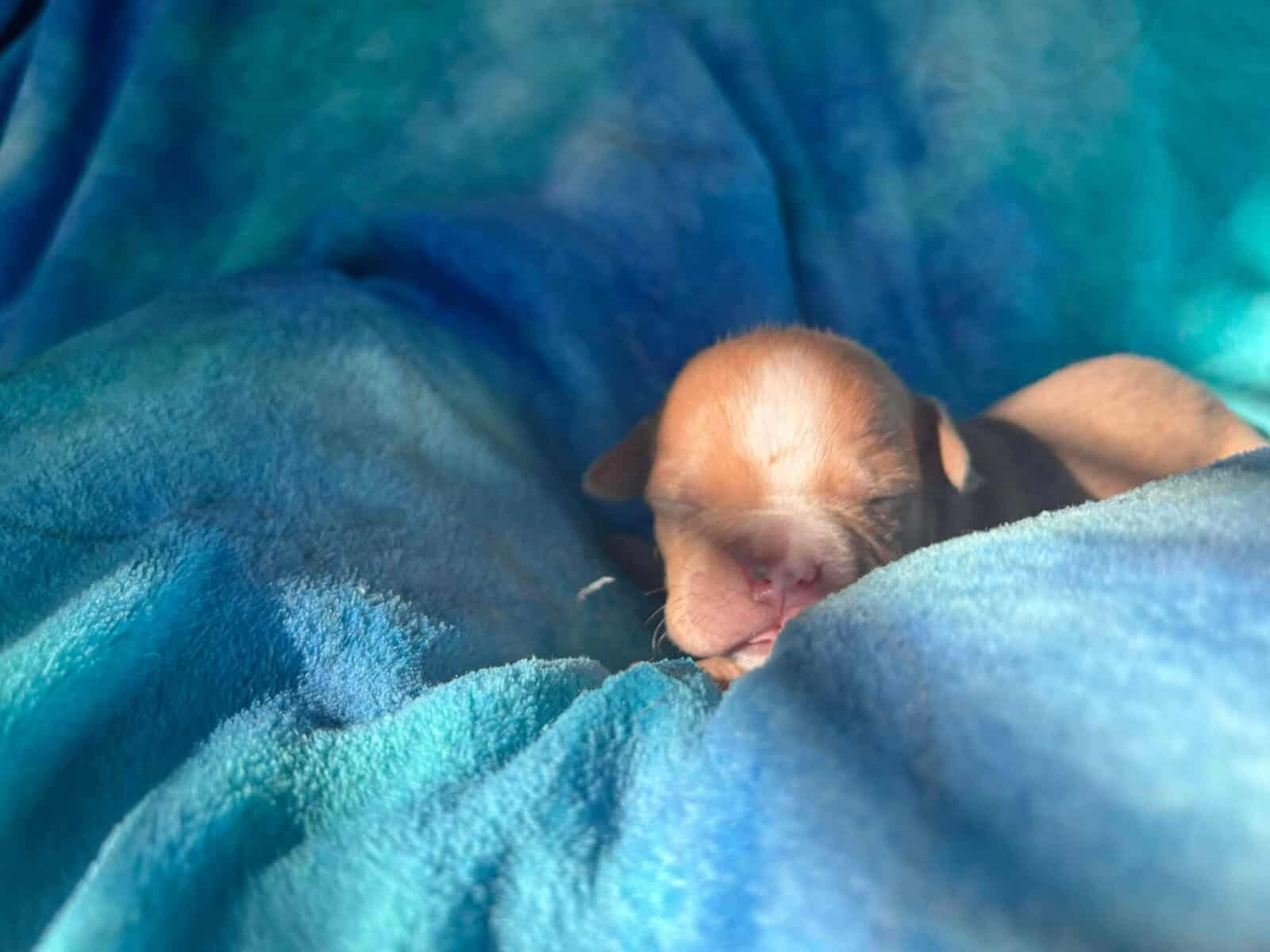 Pitbull Mastiff Babies for Valentine’s Day image 4