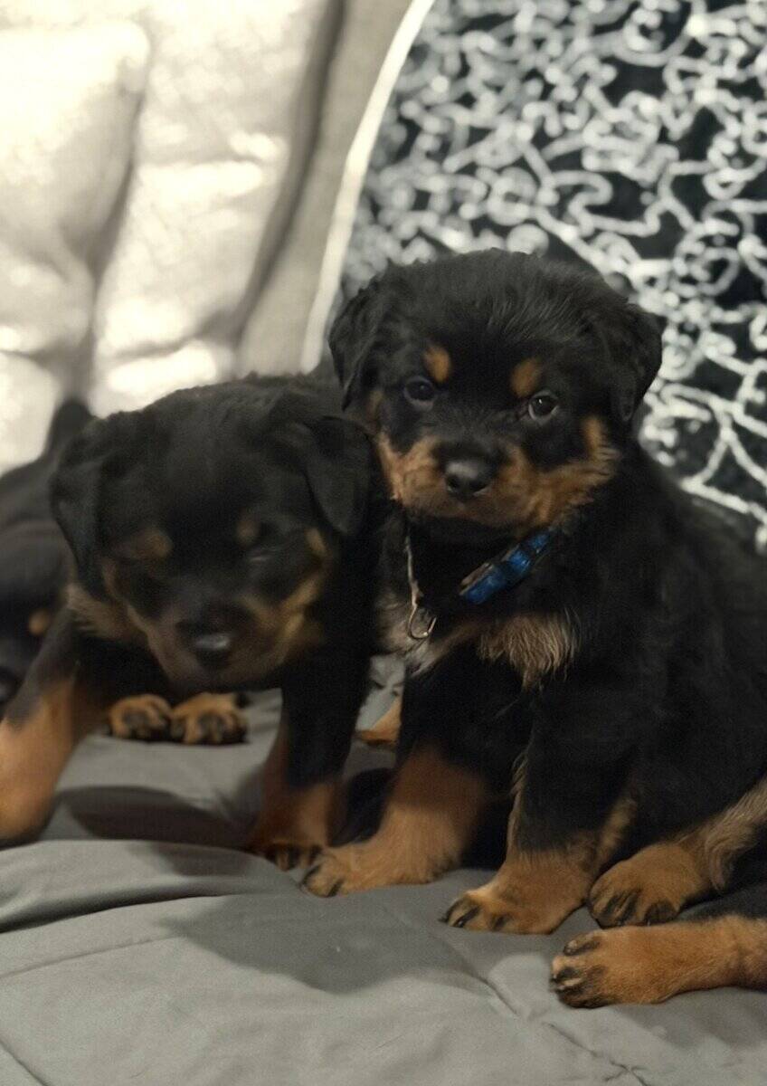 Ready AKC Rottweiler Puppies, no deposit image 9