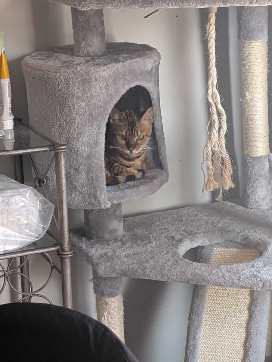 adult bengal image 5