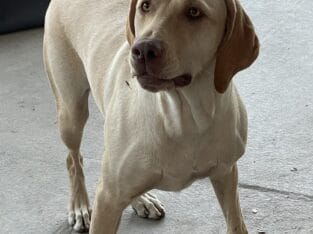 Young German Shorthair Pointer/Lab Female