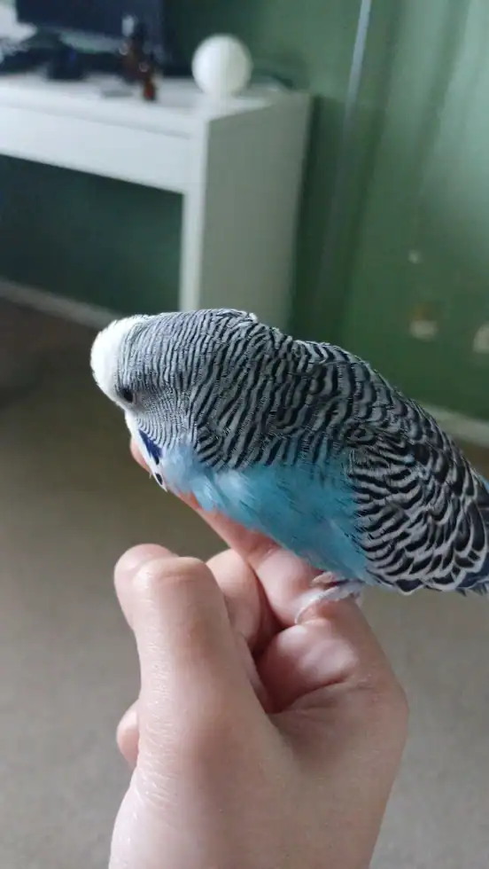 Easty & Icicle, 2 male sky-blue budgies (35 ea.) image 2