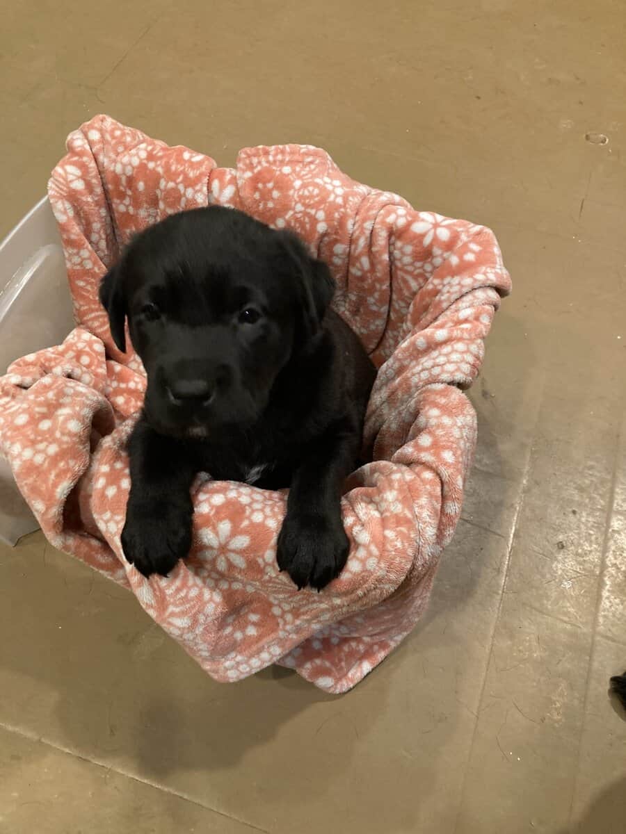 Lab mix puppies image 11