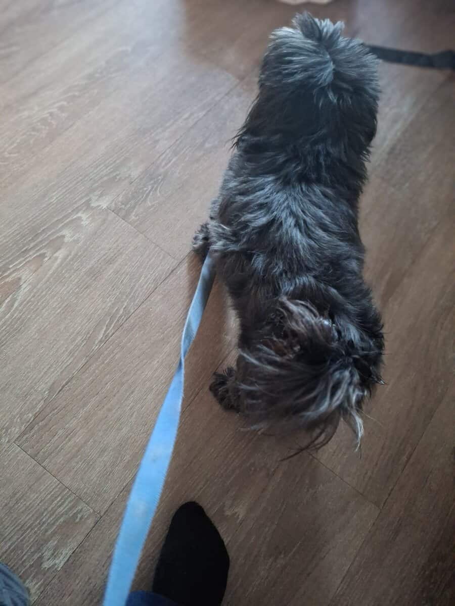 Need to Rehome Asap image 3
