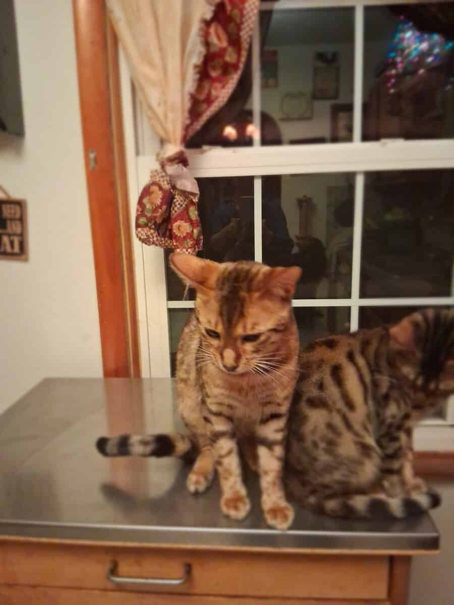 Bengal kitten for sale image 5