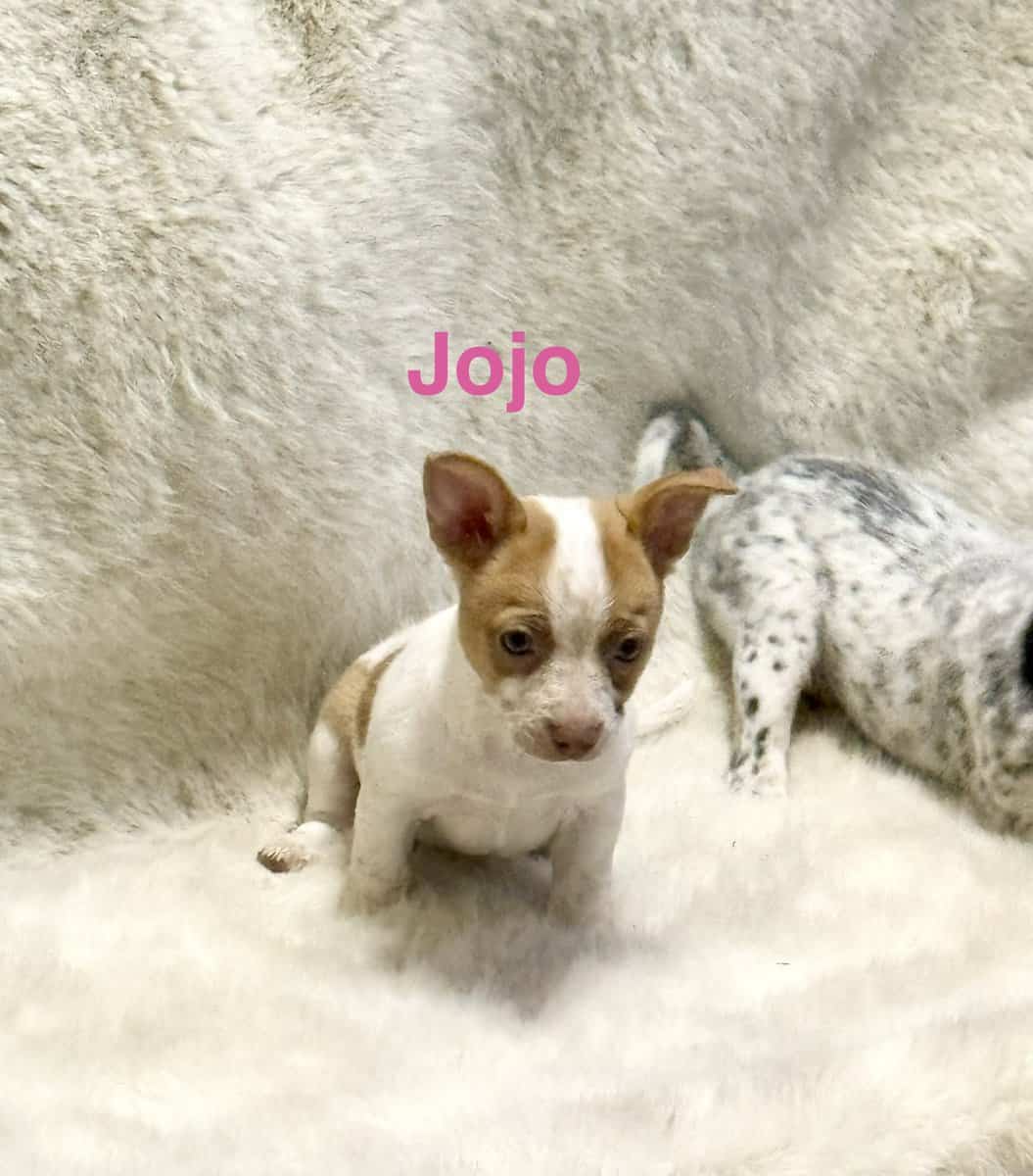 Chi-heeler Puppies image 2