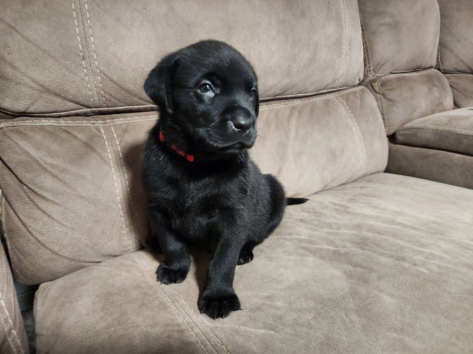 Rottweiler/Weimaraner Mix Puppies image 2