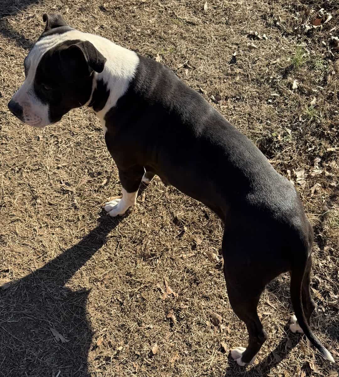 Sweet Girl Needs Home image 4