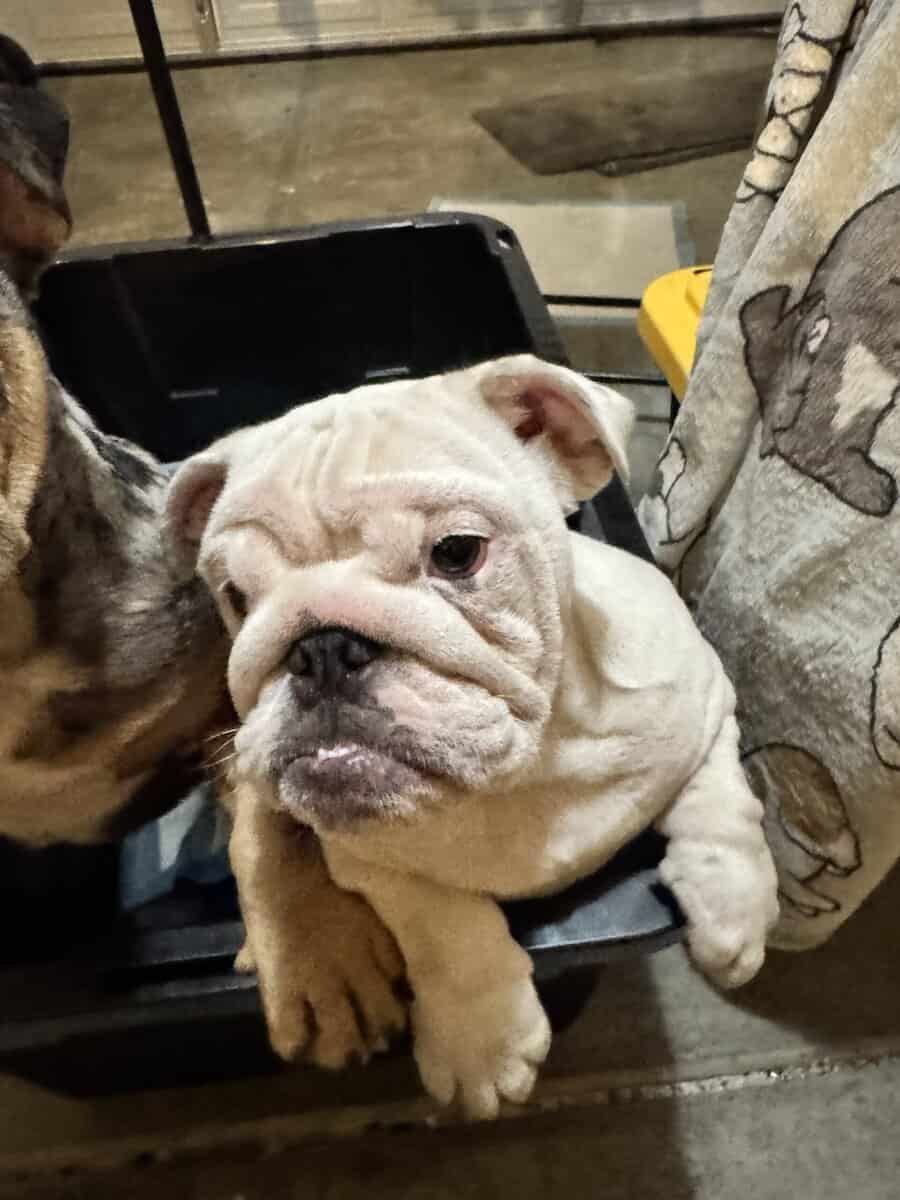 English Bulldogs for sale image 3