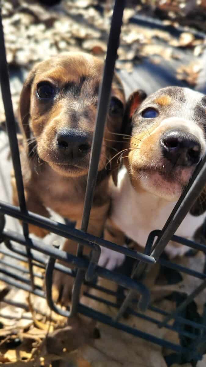 Mini Dachshund image 1