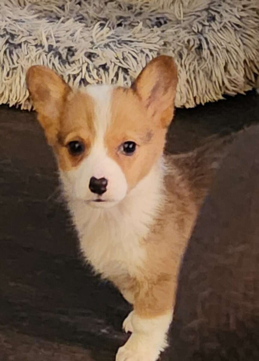 puppies image 16