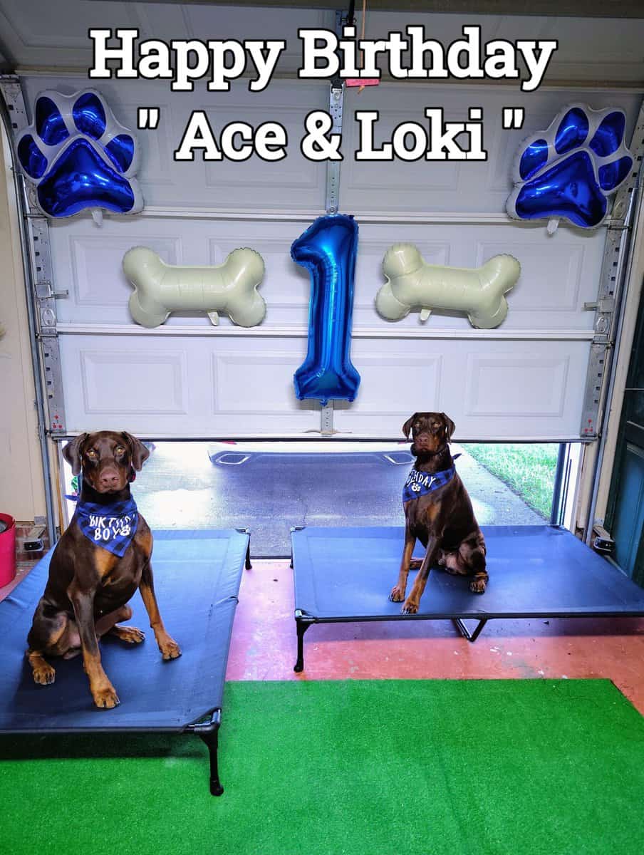 RE-HOMING Ace & Loki — Purebred Dobermans image 3