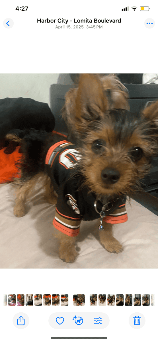 Yorkie image 2